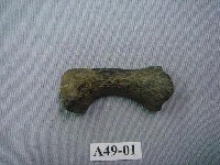 藏品(虎第二指骨)的圖片